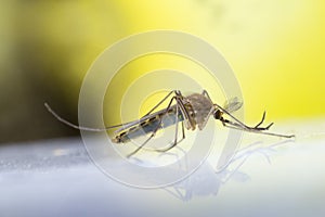 Mosquito Macro Photograph