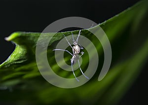 Mosquito Macro Shot on Green Leaf