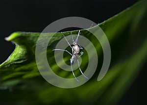 Mosquito Macro Shot on Green Leaf photo