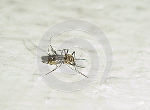 Mosquito Macro Shot on White Wall photo