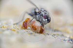 Mosquito with meal   perched on a white e wall of an urban garden  bright in a spring day