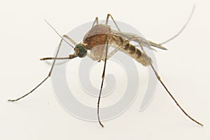 Mosquito mosquitos photo
