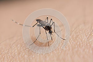 Mosquito on my hand