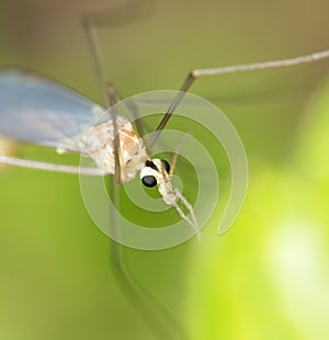 Mosquito in nature. macro