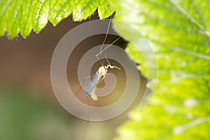 Mosquito in nature. macro