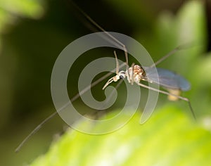 Mosquito in nature. macro