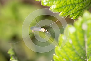 Mosquito in nature. macro