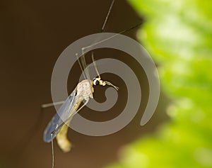 Mosquito in nature. macro