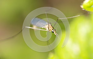 Mosquito in nature. macro