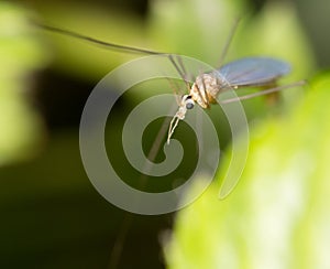 Mosquito in nature. macro