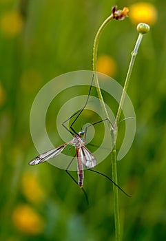 Mosquito nematocera