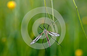 Mosquito nematocera