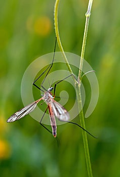 Mosquito nematocera