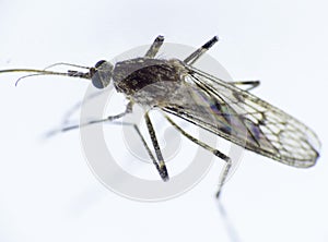 Mosquito - Nematocera, Culicidae