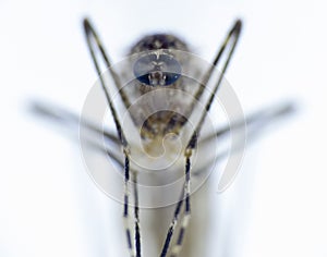 Mosquito - Nematocera, Culicidae