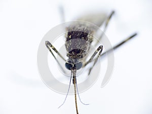 Mosquito - Nematocera, Culicidae