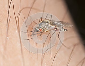 Mosquito with parasite sucking blood