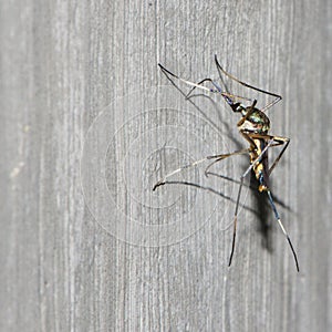 Mosquito perched on a cement wall. Insect, Mosquito,