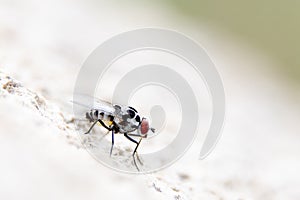 Mosquito  perched on a white e wall of an urban garden  bright in a spring day