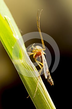 Mosquito on plant