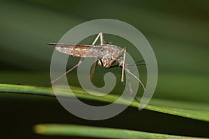 Mosquito resting on a green leaf.