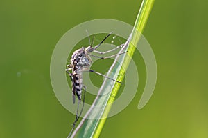 A mosquito is resting on a green leaf of grass.