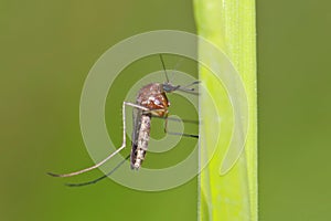 A mosquito is resting on a green leaf of grass.
