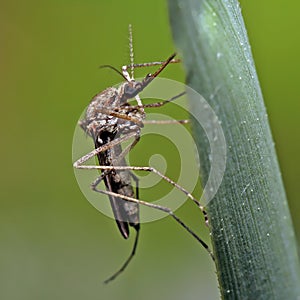 A mosquito is resting on a green leaf of grass.