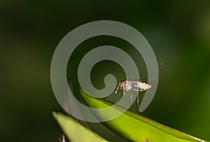 Mosquito resting on a green leaf during the night hours in Houston, TX.