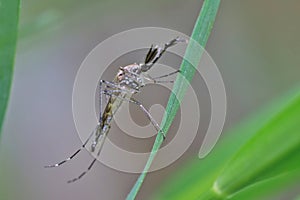 A mosquito is resting on a plant against the background of other plants.