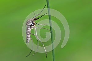 A mosquito is resting on a plant against the background of other plants.