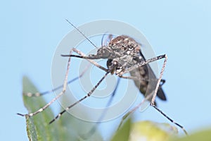 A mosquito is resting on a plant against a blue sky background.