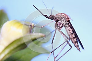 A mosquito is resting on a plant against a blue sky background.