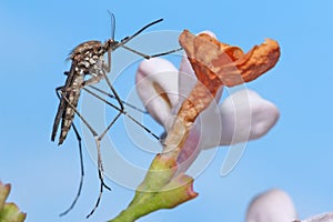 A mosquito is resting on a plant against a blue sky background.