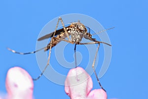 A mosquito is resting on a plant against a blue sky background.