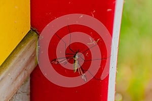 Mosquito resting in the shade outdoors, diptera, culicidae