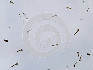 Mosquito's larva