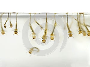 Mosquito`s larva