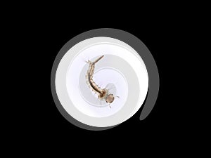 Mosquito's larva