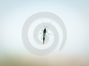 Mosquito seen through the glass. Mosquito born diseases concept.