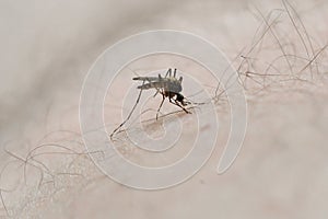 Mosquito sits on the body and bites
