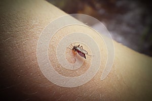 A mosquito sits on a human`s hand and drinks blood. Mosquito full of blood