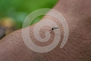 Mosquito sits on mans hand and drinks human blood on green background. Hungry midge on the skin bites out of person. A danger for