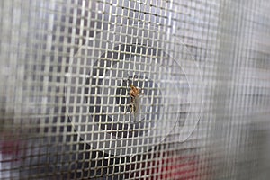 A mosquito sits on a mosquito net.