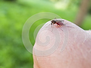 The mosquito sits on your finger and drinks the blood macro