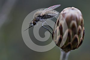 Mosquito sitting on a flower bud