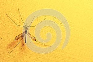 Mosquito sitting on wall indoor