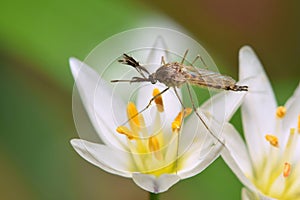 Mosquito sitting on a white wildflower.