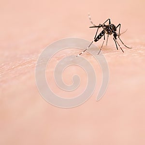 Mosquito on Skin