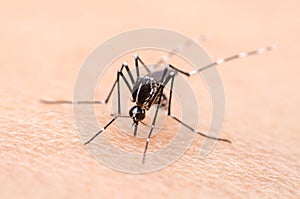 Mosquito on skin human